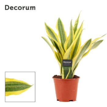 Sansevieria Aubrytiana Yellowstone