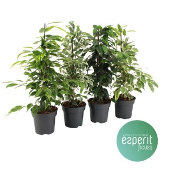 Ficus benjamina Royal Mix 3-4 srt.