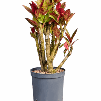 Croton (Codiaeum) variegatum 'Petra' Branched