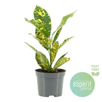 Codiaeum variegatum Gold Sun