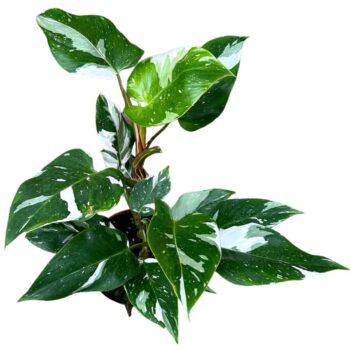 Philodendron White Princess