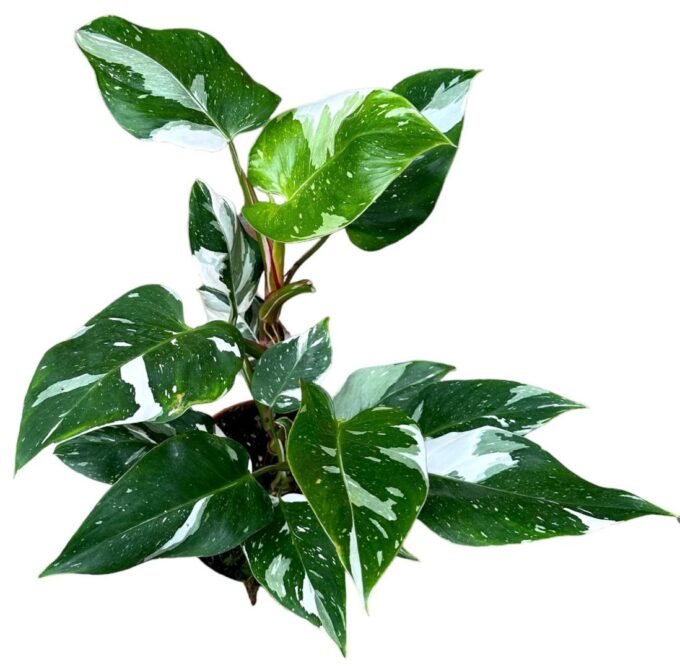 Philodendron White Princess