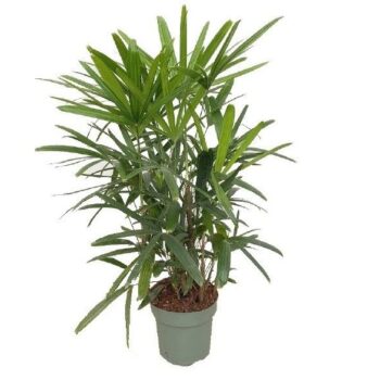 Rhapis Excelsa