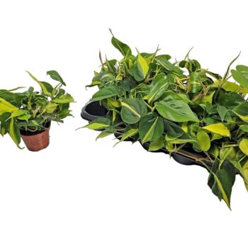 Philodendron Brasil