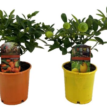 Citrus mix