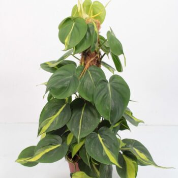 Philodendron Brasil mosstok
