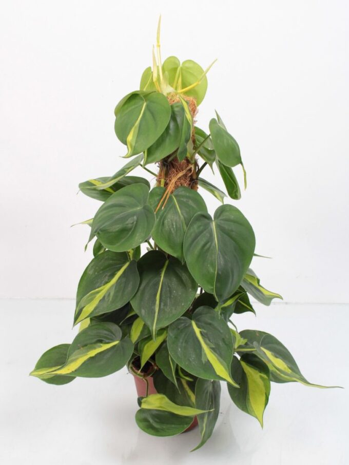 Philodendron Brasil mosstok
