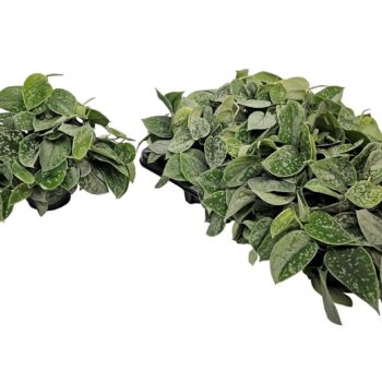 Scindapsus Silvery Ann Bush