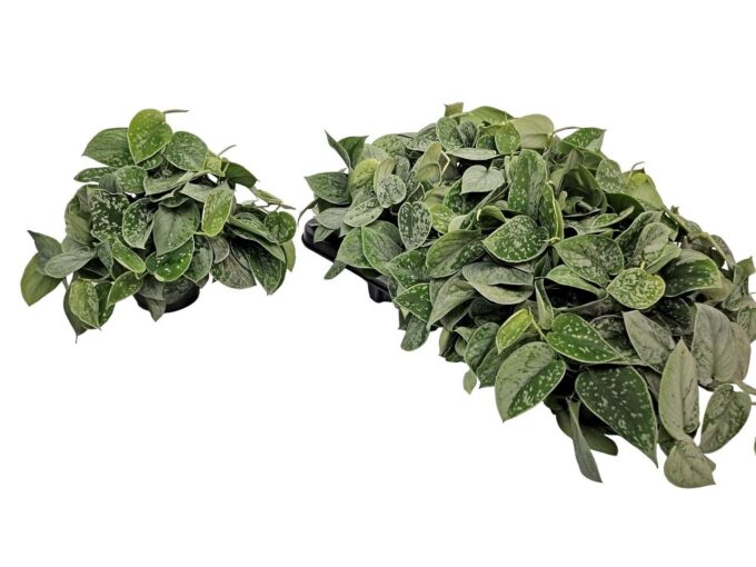 Scindapsus Silvery Ann Bush