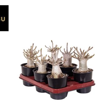Adenium "Ansu" Baobab