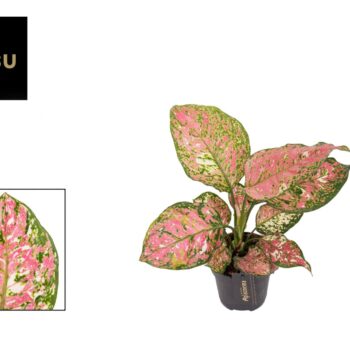 Aglaonema Jazzy Red