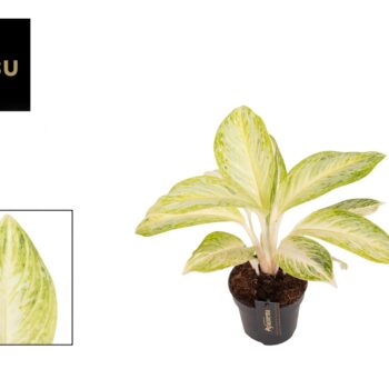 Aglaonema Arctic Lime