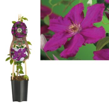 Clematis 'Ernest Markham' +3.0 label