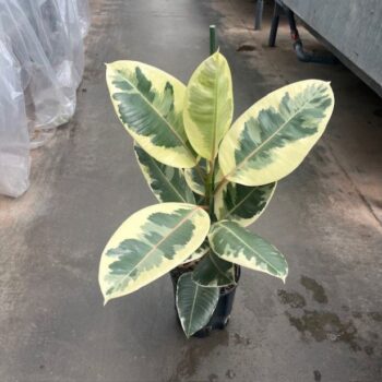 Ficus Tineke