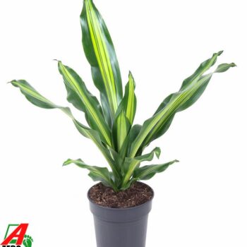 Dracaena Burley kopstek