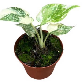 Monstera Thai Constellation