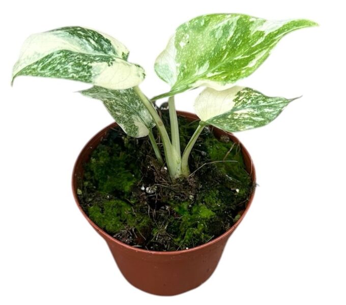 Monstera Thai Constellation