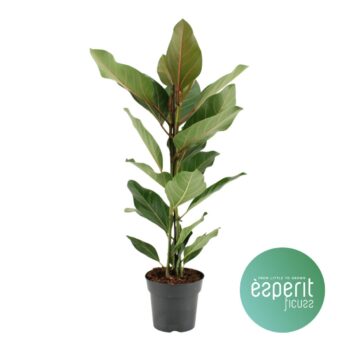 Ficus benghalensis Joy®