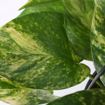 Epipremnum Hicolor
