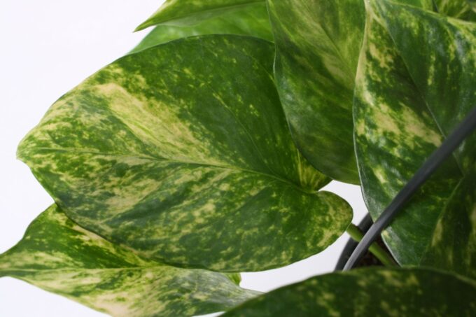 Epipremnum Hicolor