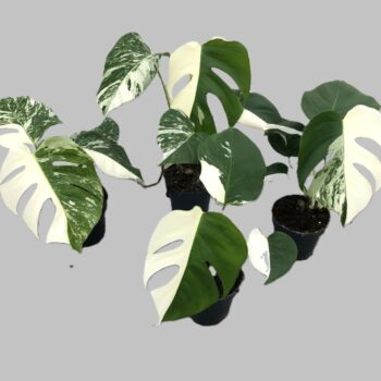 Monstera variegata 'Half Moon'