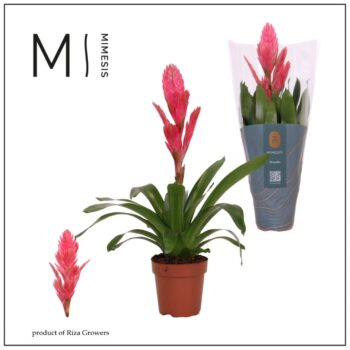 Mimesis Vriesea Salima - 12 cm