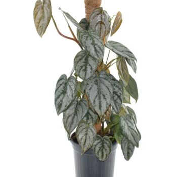 Philodendron Brandtianum
