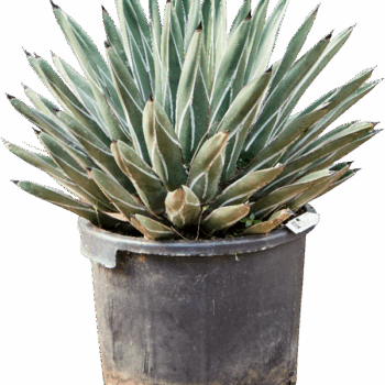Agave ferdinandi 'Regis' Green/gray