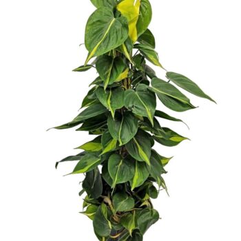 Philodendron Brasil mosstok