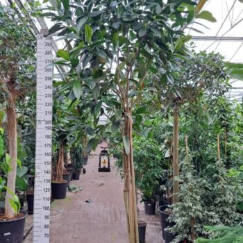 Ficus Tresor