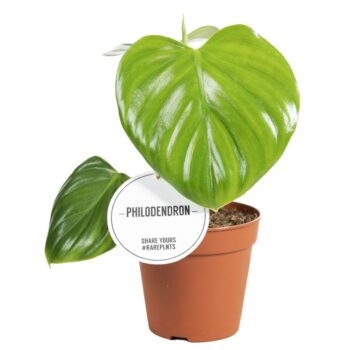 Philodendron Pittieri