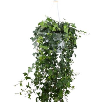 Hedera helix Anna - hang/XXL