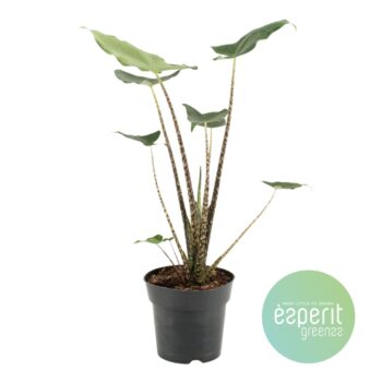 Alocasia zebr. Siberian Tiger