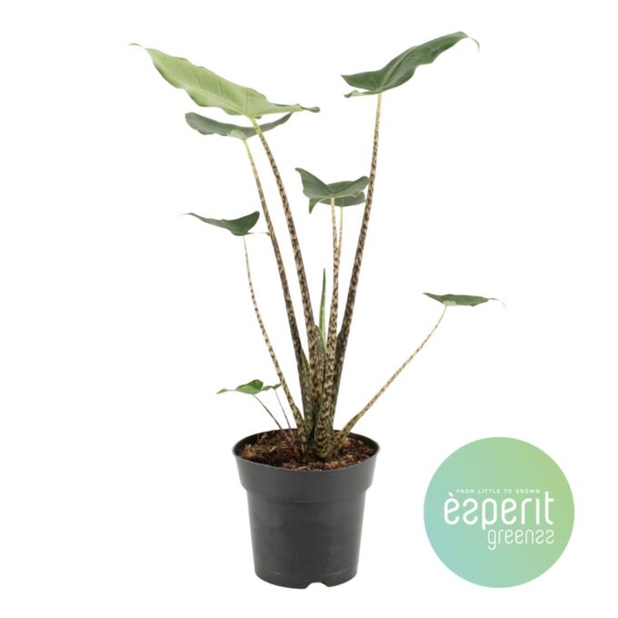 Alocasia zebr. Siberian Tiger