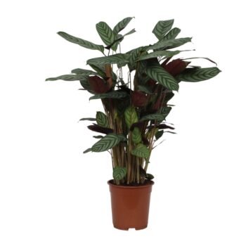 Calathea Compactstar