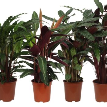 Calathea Mix