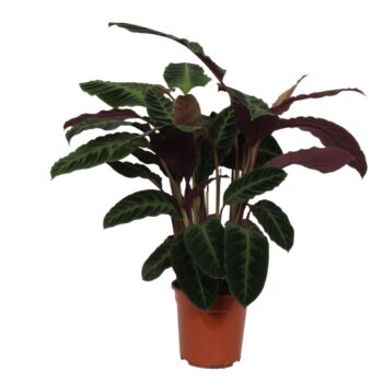 Calathea Warcewiczii
