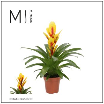 Mimesis Vriesea Intenso Yellow Flame - 12 cm