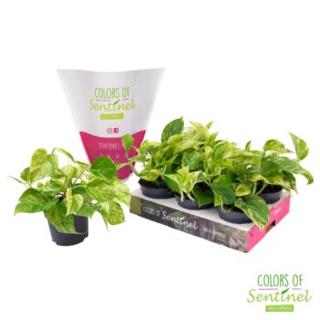 Epipremnum pinnatum Marble Queen LESS PLASTIC