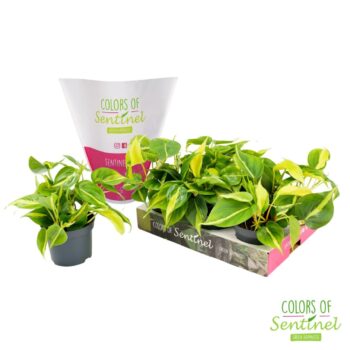 Philodendron Scandens 'Brasil' LESS PLASTIC