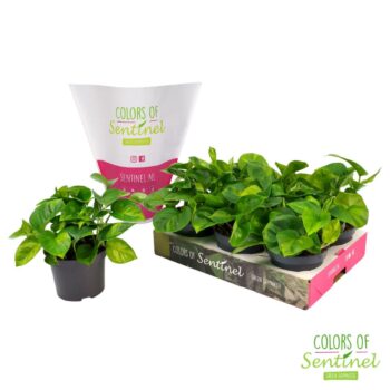 Epipremnum pinnatum Global Green LESS PLASTIC