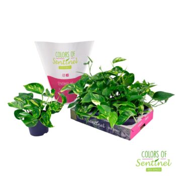 Epipremnum pinnatum Aureum LESS PLASTIC