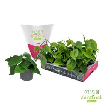 Philodendron Scandens LESS PLASTIC