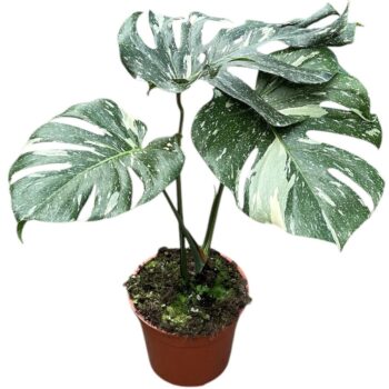 Monstera Thai Constellation