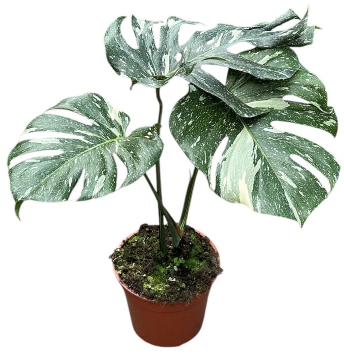 Monstera Thai Constellation