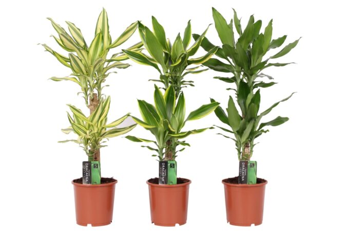 Dracaena 3 color mix, 17 cm pot