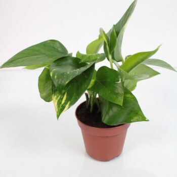 Epipremnum Aureum