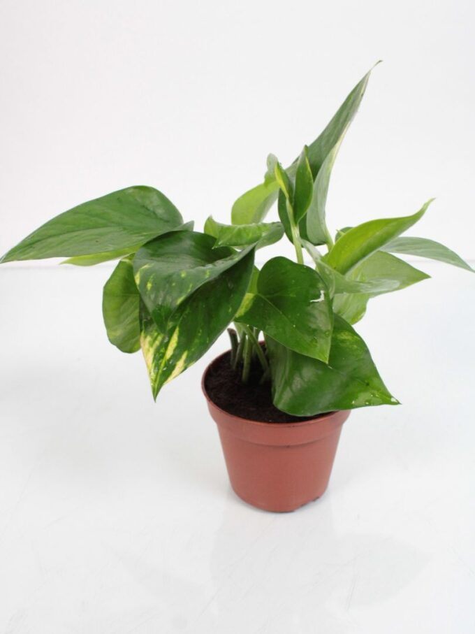 Epipremnum Aureum