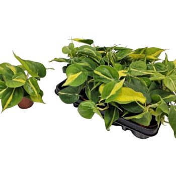 Philodendron Brasil