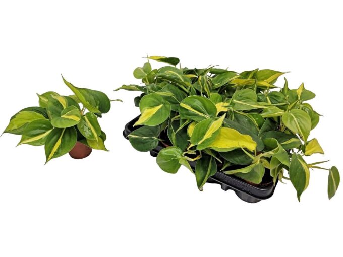 Philodendron Brasil